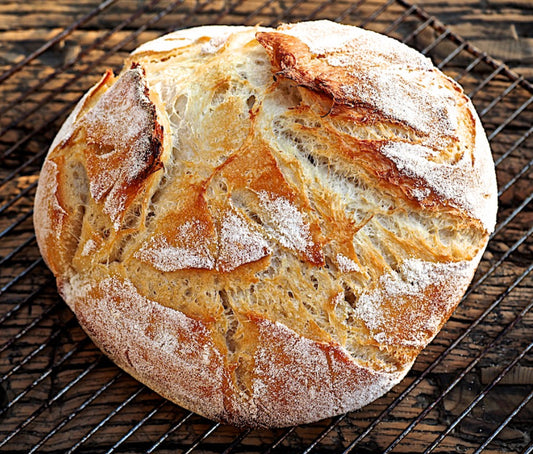 1000 year old Italy Sourdough Starter