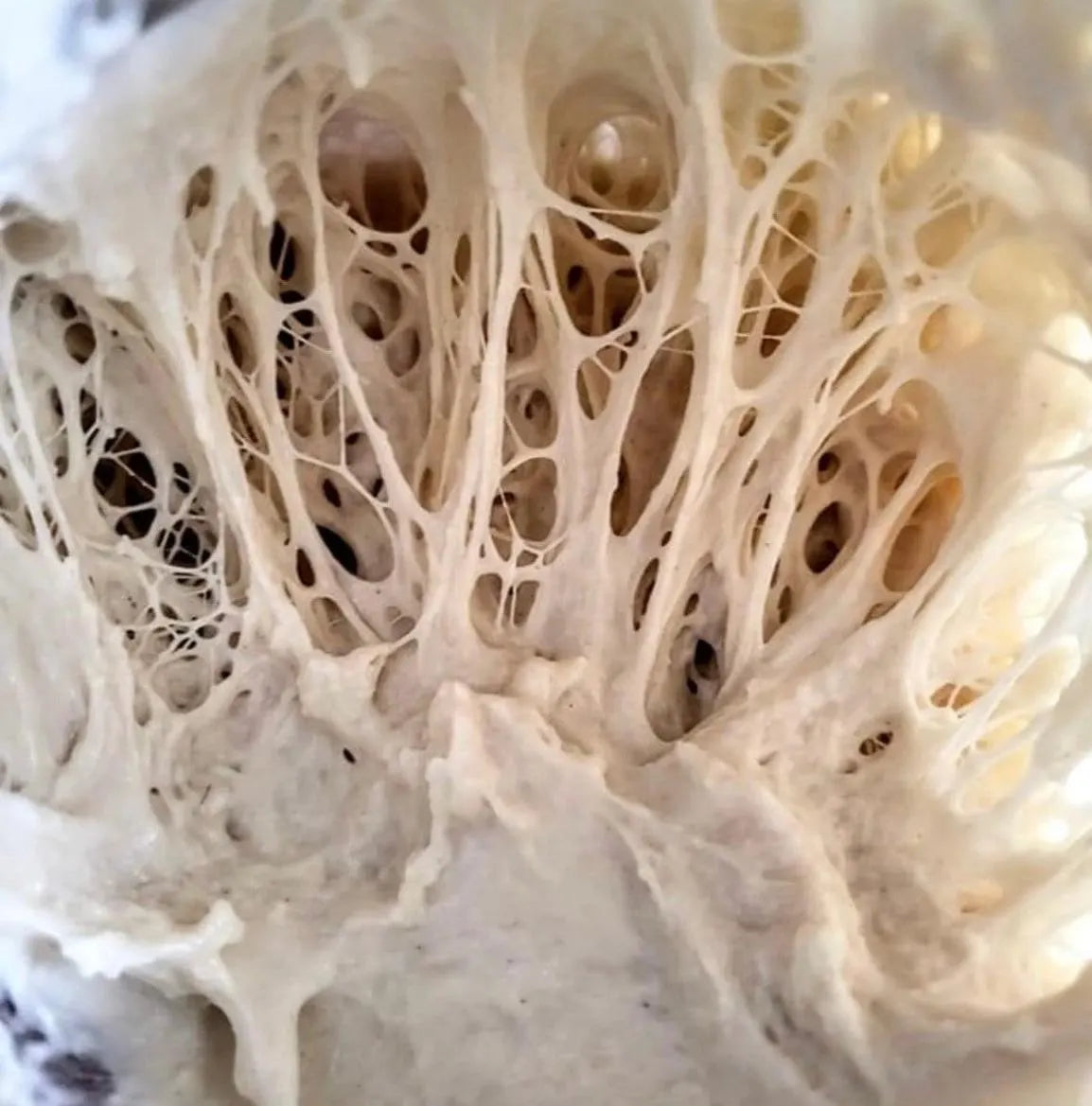 1000 year old Italy Sourdough Starter