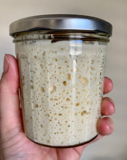 1000 year old Italy Sourdough Starter