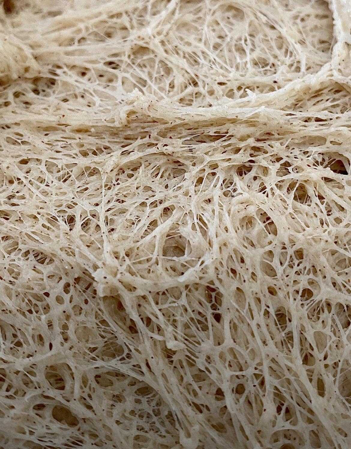 Close up of Great Grandma's Active Sourdough Starter